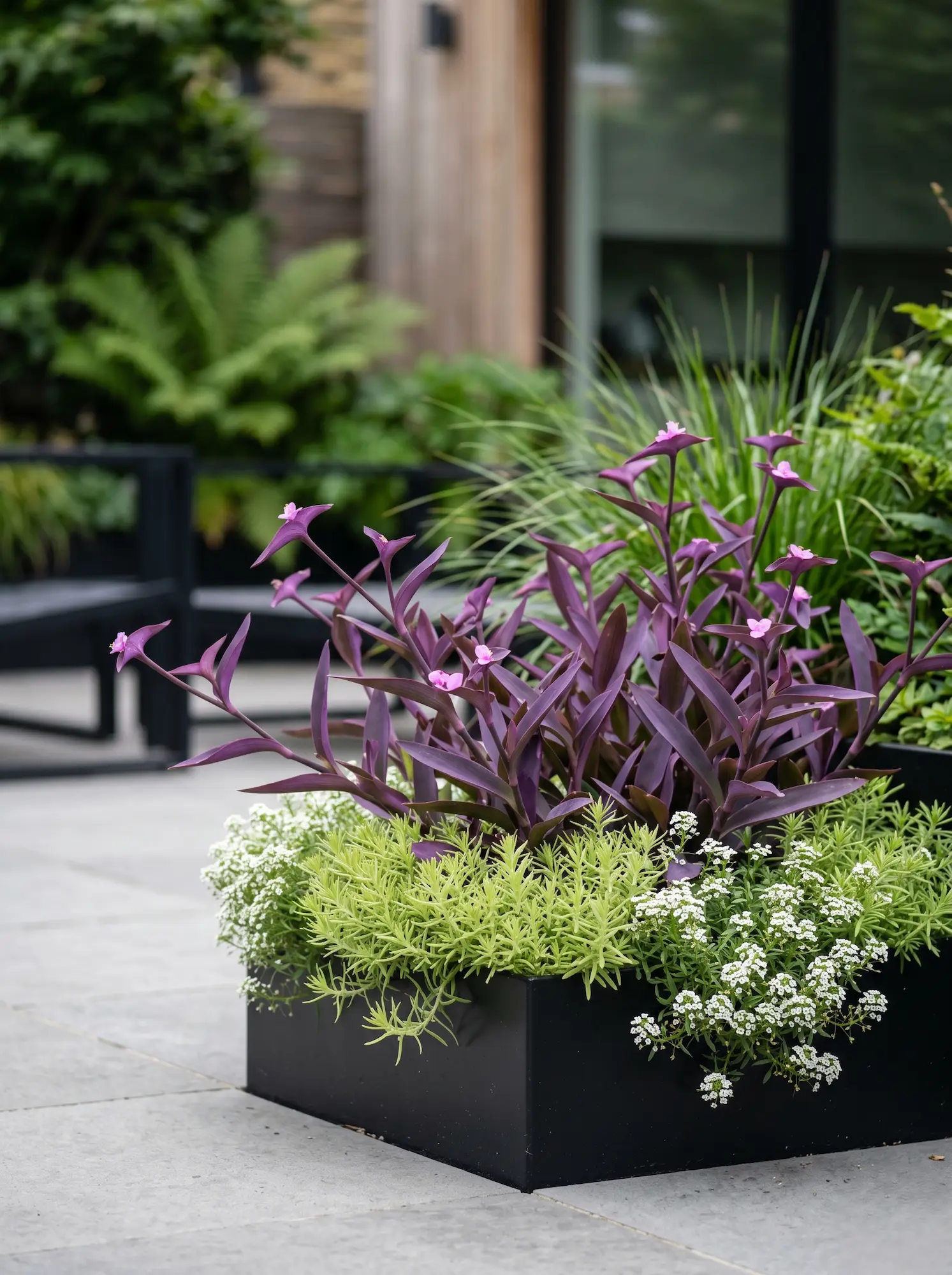 Plano medio de Tradescantia pallida exhibiendo hojas alargadas de color púrpura intenso, flanqueada por las texturas claras de Lobularia maritima en un patio residencial urbano.
