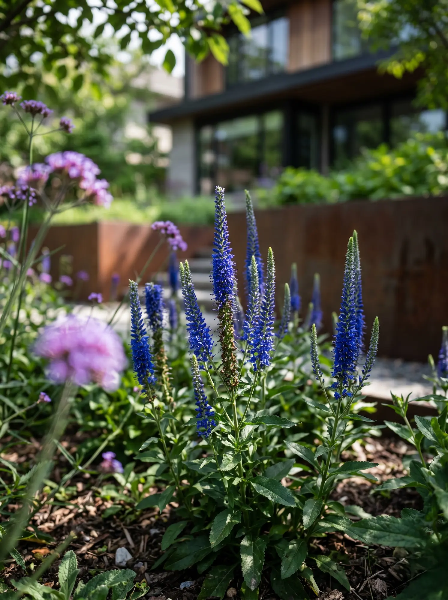 veronica spicta azul | jardinesconestiloes Veronica Spicta Azul Veronica Spicata Verticalidad Y Color En El Paisajismo Contemporáneo