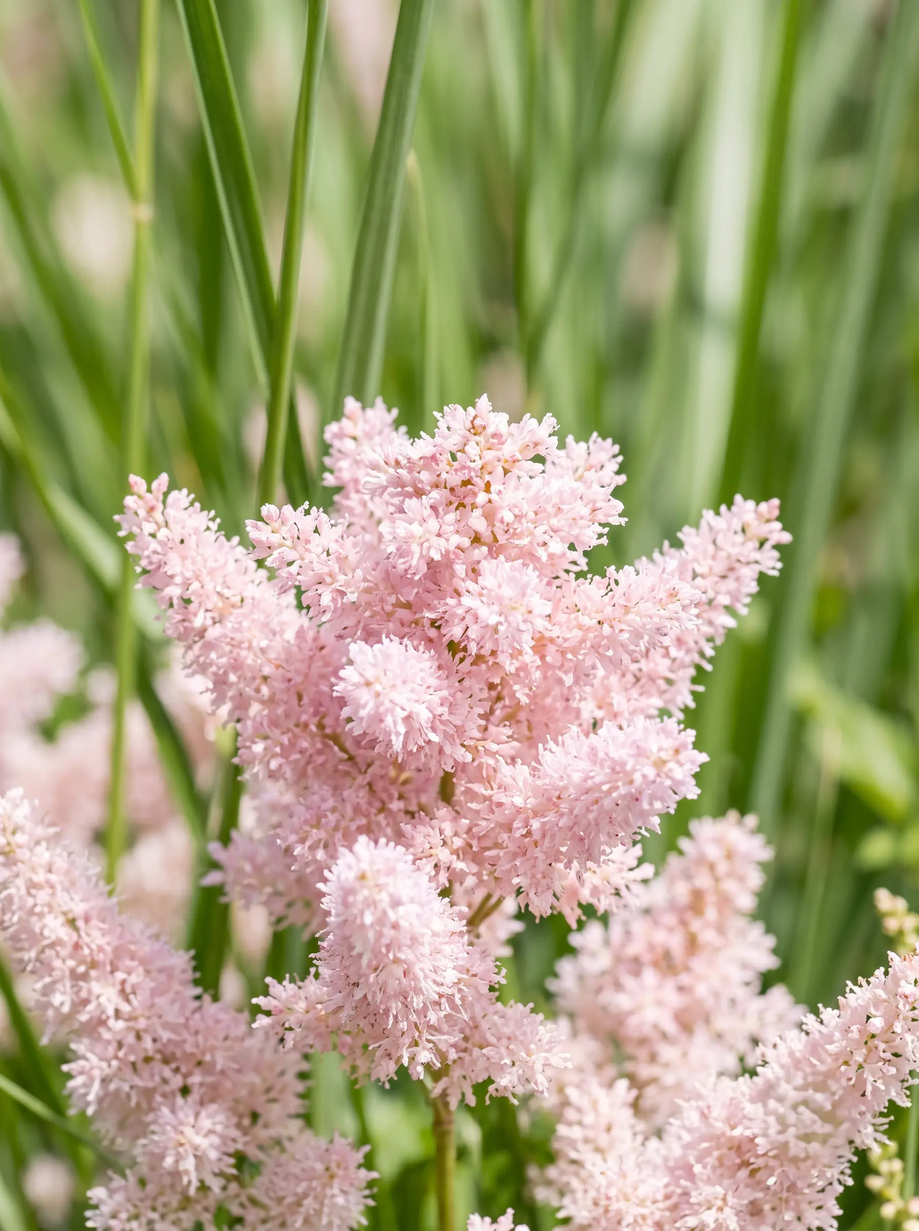 Astilbe Contraste Textural La Verdad De La Forma Y La Geometría Botánica