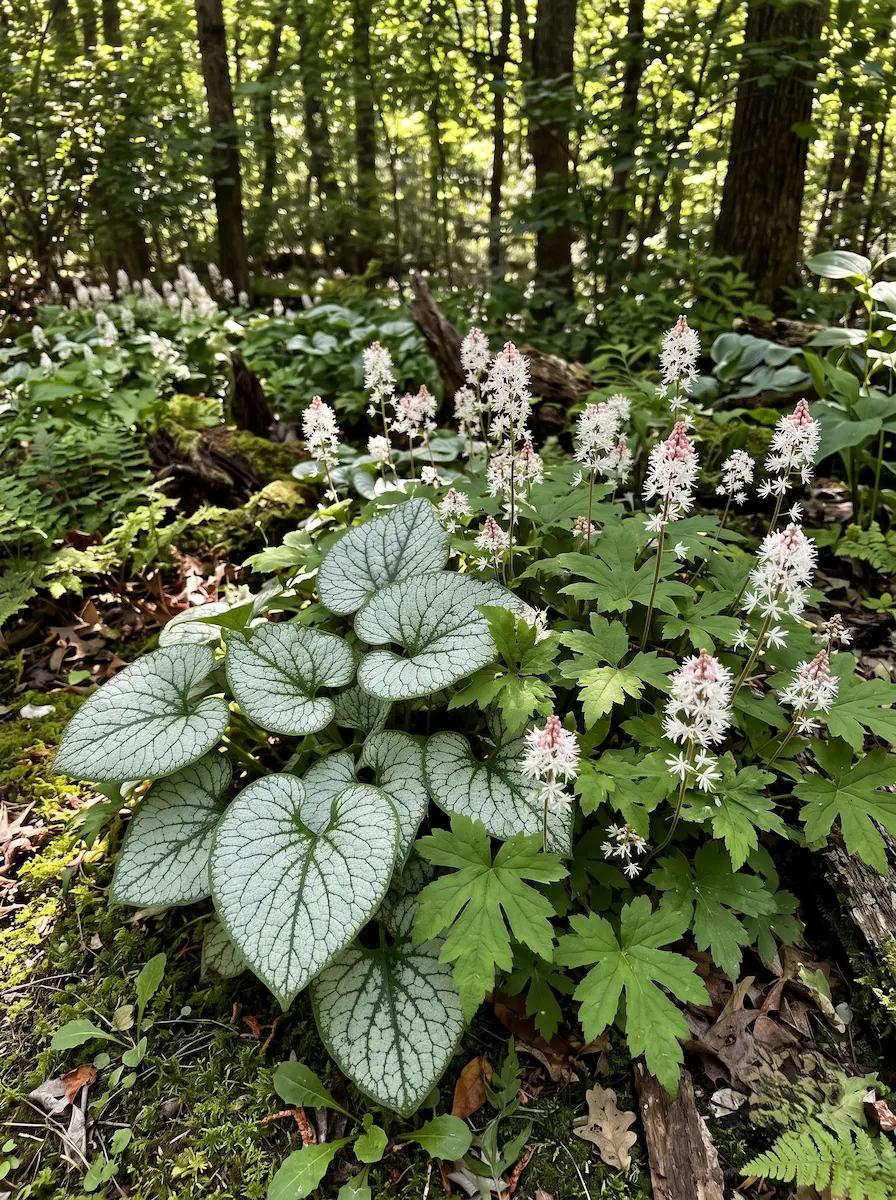 Brunnera Y Tiarella Terapia Del Bosque El Despertar Escarlata Y El Sotobosque Restaurativo