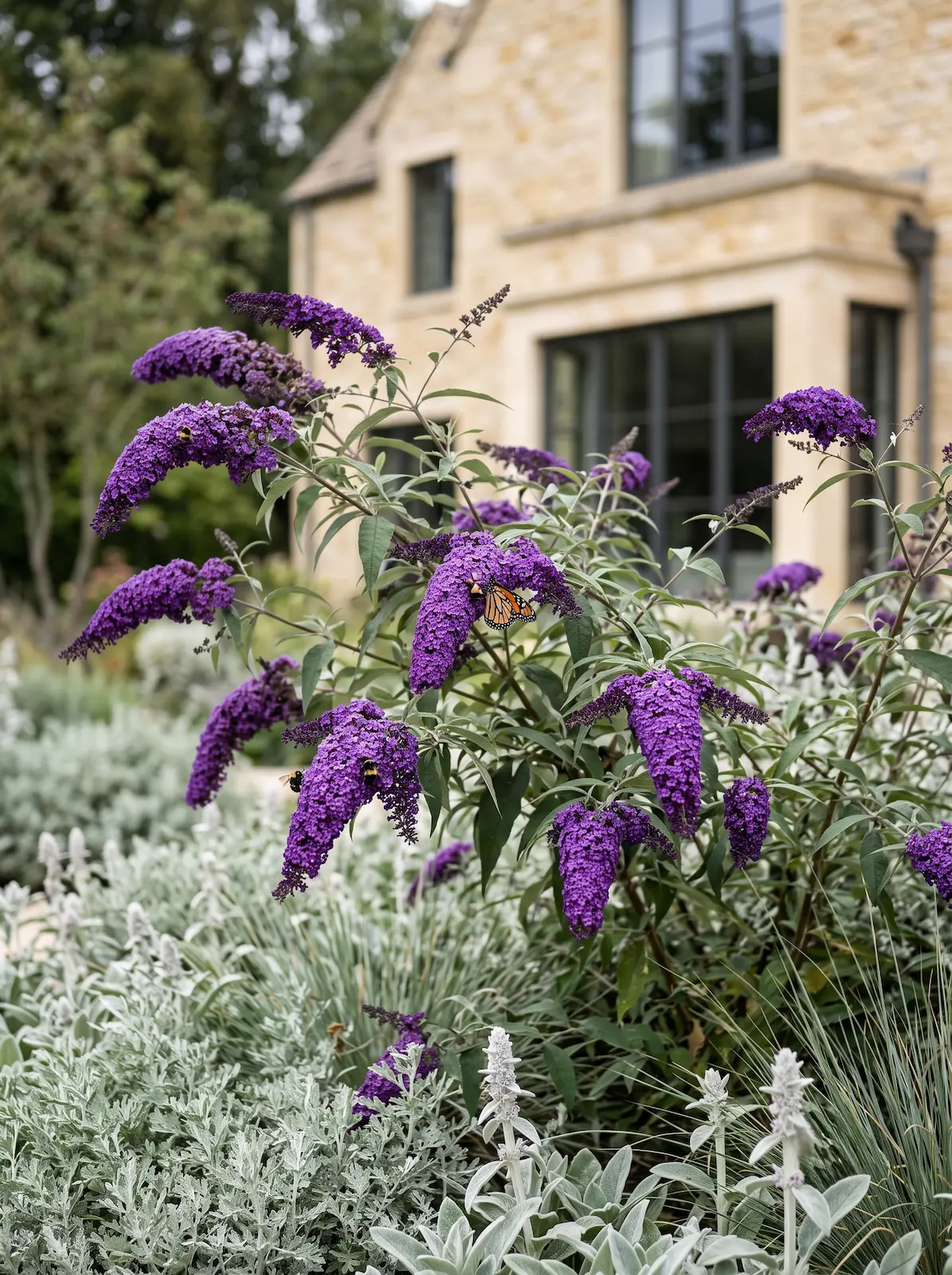 Buddleja El Parterre Etéreo Paisajismo Sensorial En Tonos Púrpura Y Plata