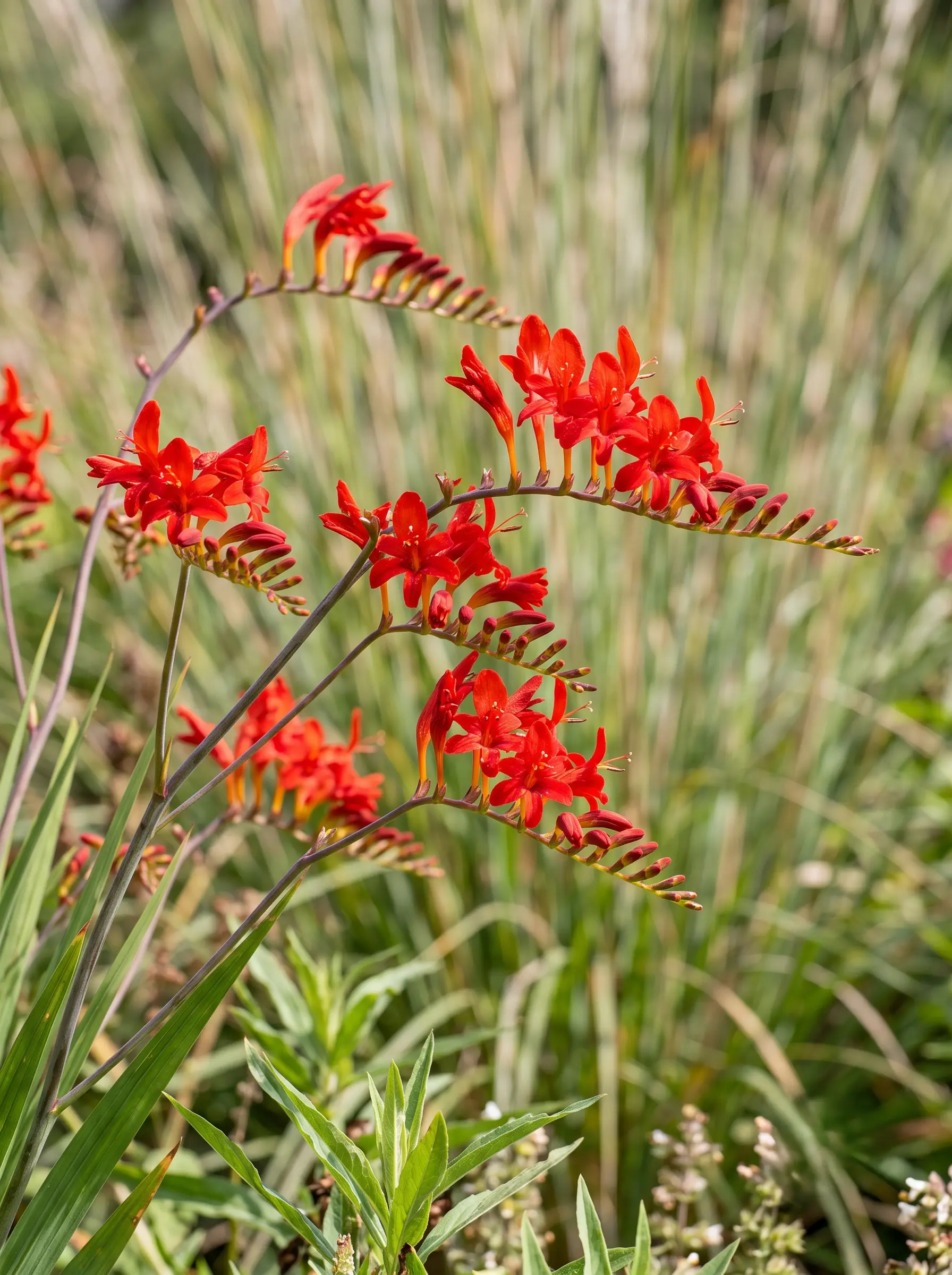 Crocosmia Lucifer | jardinesconestiloes Crocosmia Lucifer Pradera De Fuego La Belleza De La Oxidación Y El Diseño De Otoño