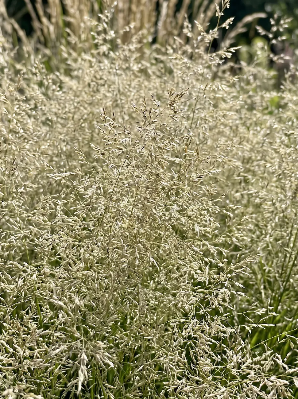 Deschampsia cespitosa | jardinesconestiloes Deschampsia Cespitosa Bruma De Verano El Romanticismo Etéreo En El Paisajismo Contemporáneo