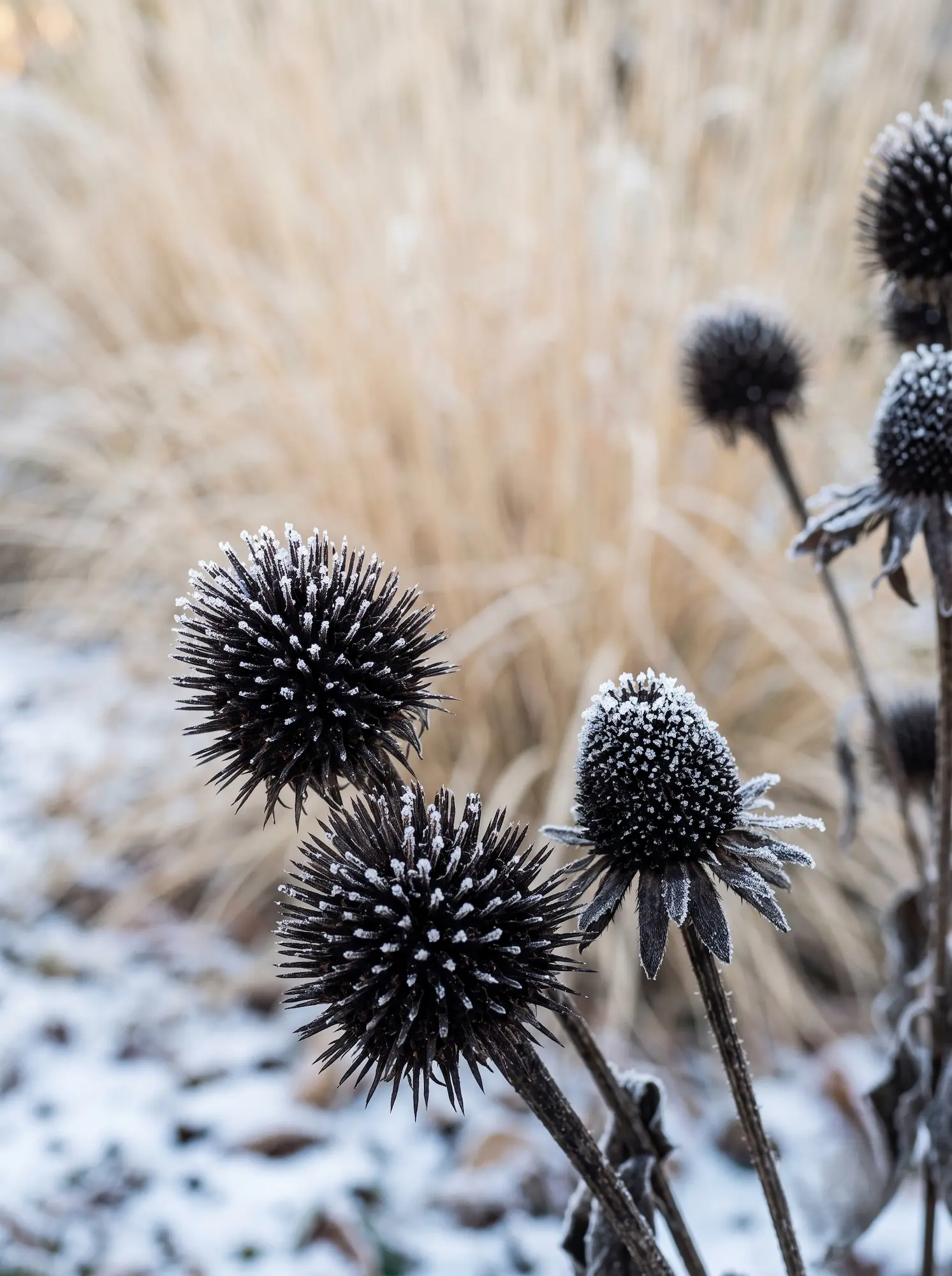 Echinacea y Rudbeckia secas | jardinesconestiloes Echinacea Y Rudbeckia Secas La Cuarta Estación La Escultura Del Declive Y El Esqueleto Invernal