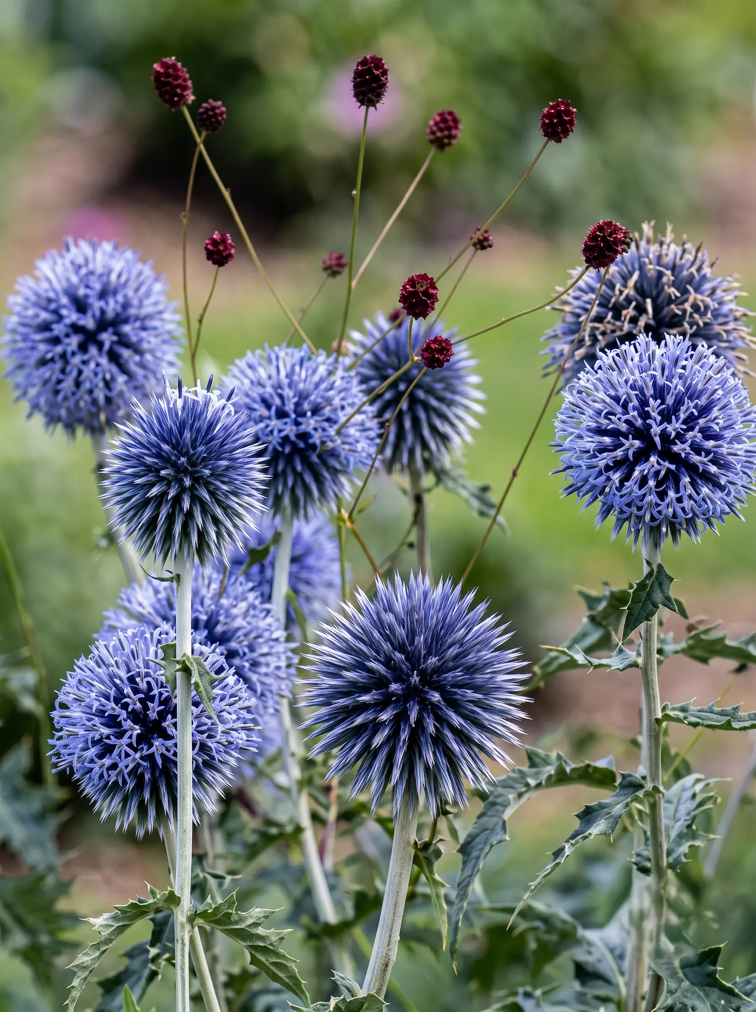 Echinops Y Sanguisorba Contraste Textural La Verdad De La Forma Y La Geometría Botánica