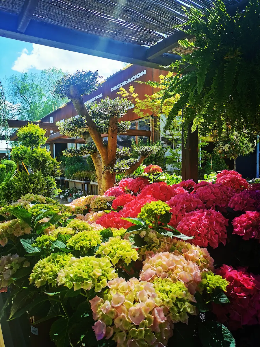 Hortensias 1 | jardinesconestiloes Hortensias 1 Baom Garden Center Excelencia Y Paisajismo En Madrid