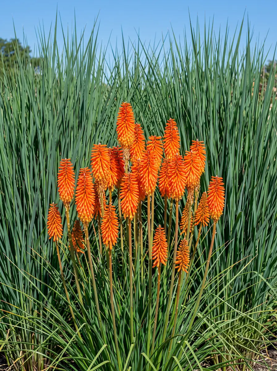 Kniphofia Y Panicum Fuego Estival Matriz Cinética Y Tensión Arquitectónica