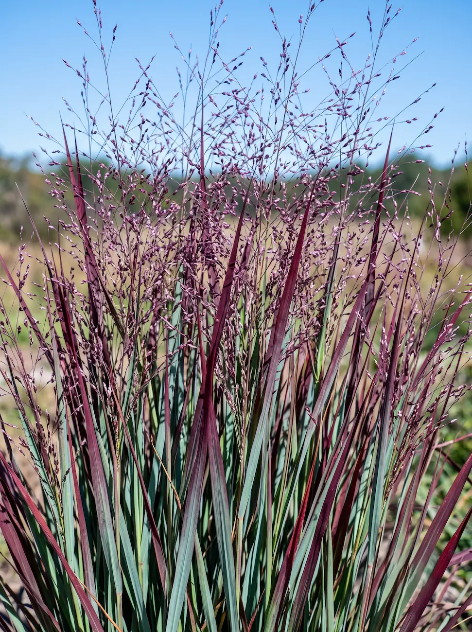 Panicum virgatum Shenandoah | jardinesconestiloes Panicum Virgatum Shenandoah Pradera De Fuego La Belleza De La Oxidación Y El Diseño De Otoño