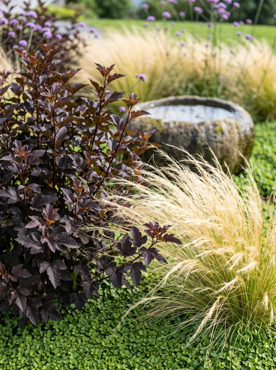 Physocarpus Y Stipa Reflejos Y Tensión Cromática Hortensias Gramíneas Y Physocarpus