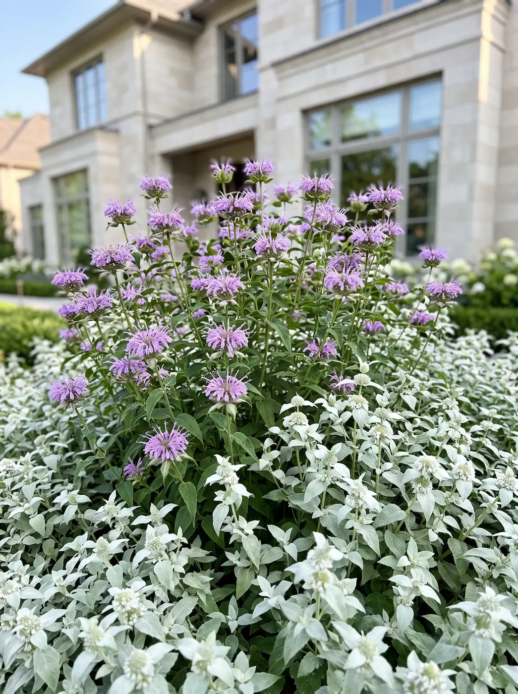 Pycnanthemum Y La Monarda Diseño De Praderas Nativas Cómo Estructurar El Parterre Silvestre