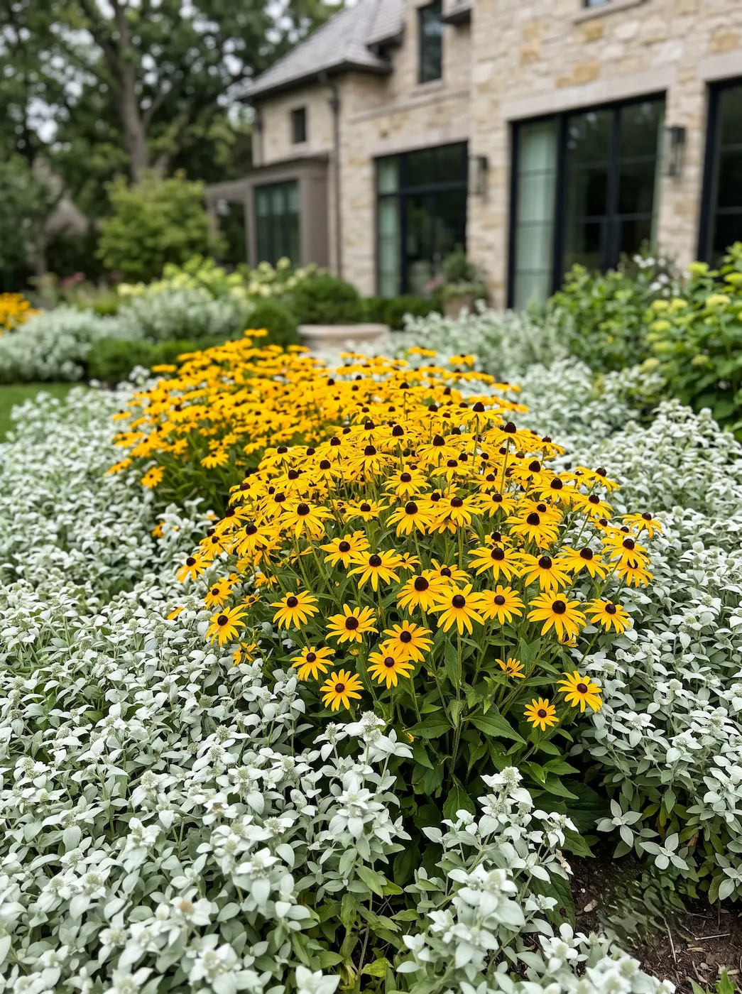 Pycnanthemum Y Rudbeckia Diseño De Praderas Nativas Cómo Estructurar El Parterre Silvestre