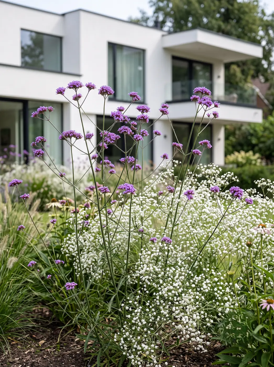 Verbena Y Gypsophila El Parterre Etéreo Paisajismo Sensorial En Tonos Púrpura Y Plata