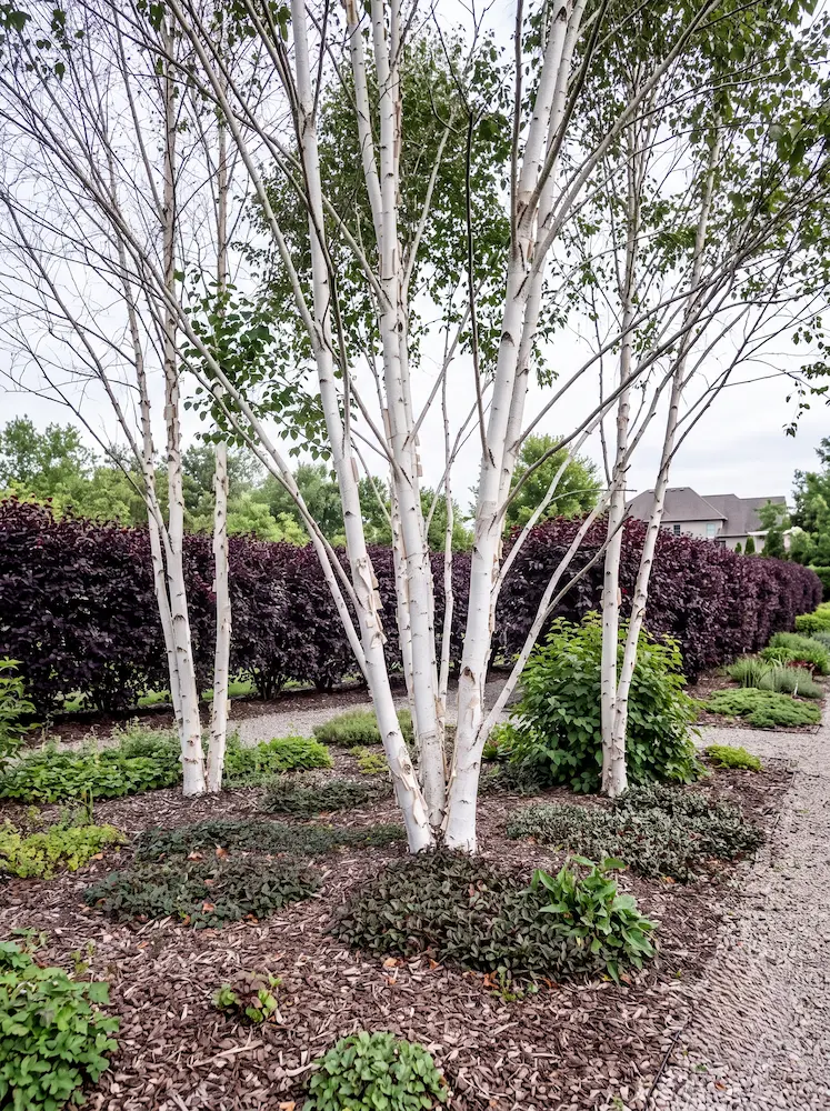 betula con prunus de fondo | jardinesconestiloes Betula Con Prunus De Fondo El Lienzo Invertido La Arquitectura Del Abedul Fricción Púrpura Y Ribera Oscura