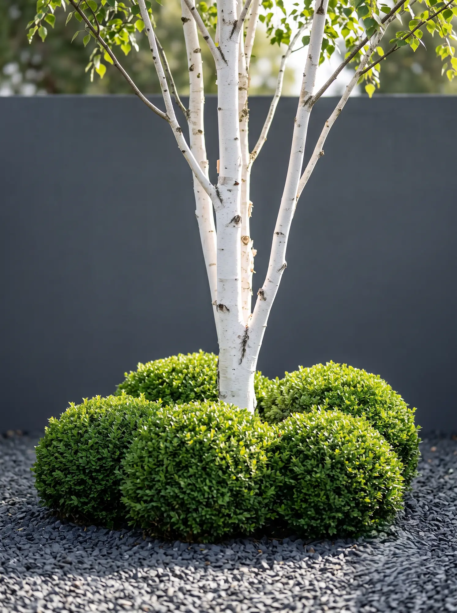 betula y boj | jardinesconestiloes Betula Y Boj Contraste Mineral Y Orgánico Abedul Blanco Farfugium Y Pizarra