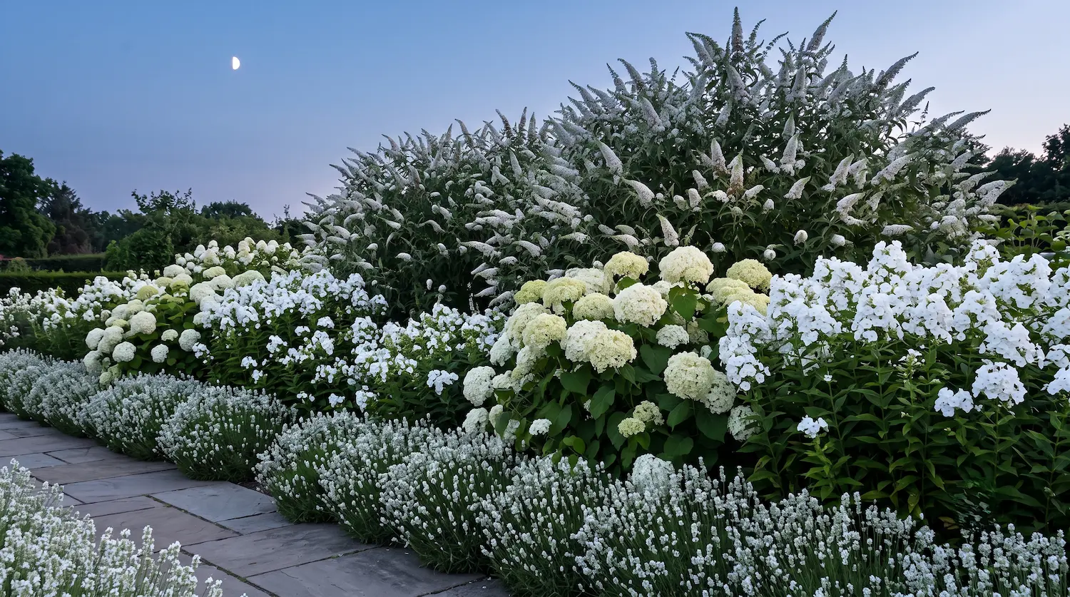 Buddleja Monocromatico Arquitectura Lumínica 4 Formas De Diseñar Con Buddleja white Profusion