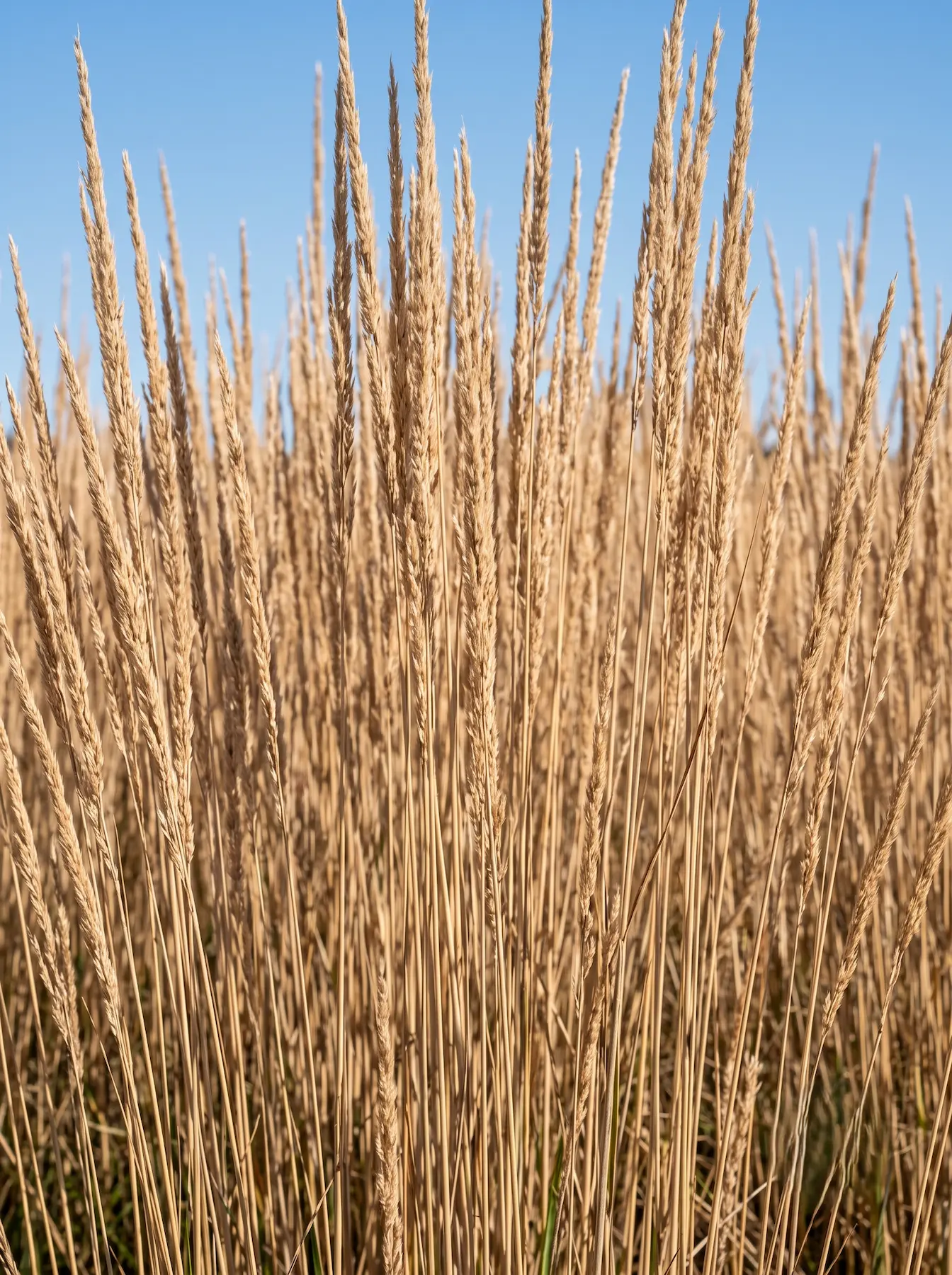 Calamagrosti Karl Foerster Contraste Textural La Verdad De La Forma Y La Geometría Botánica