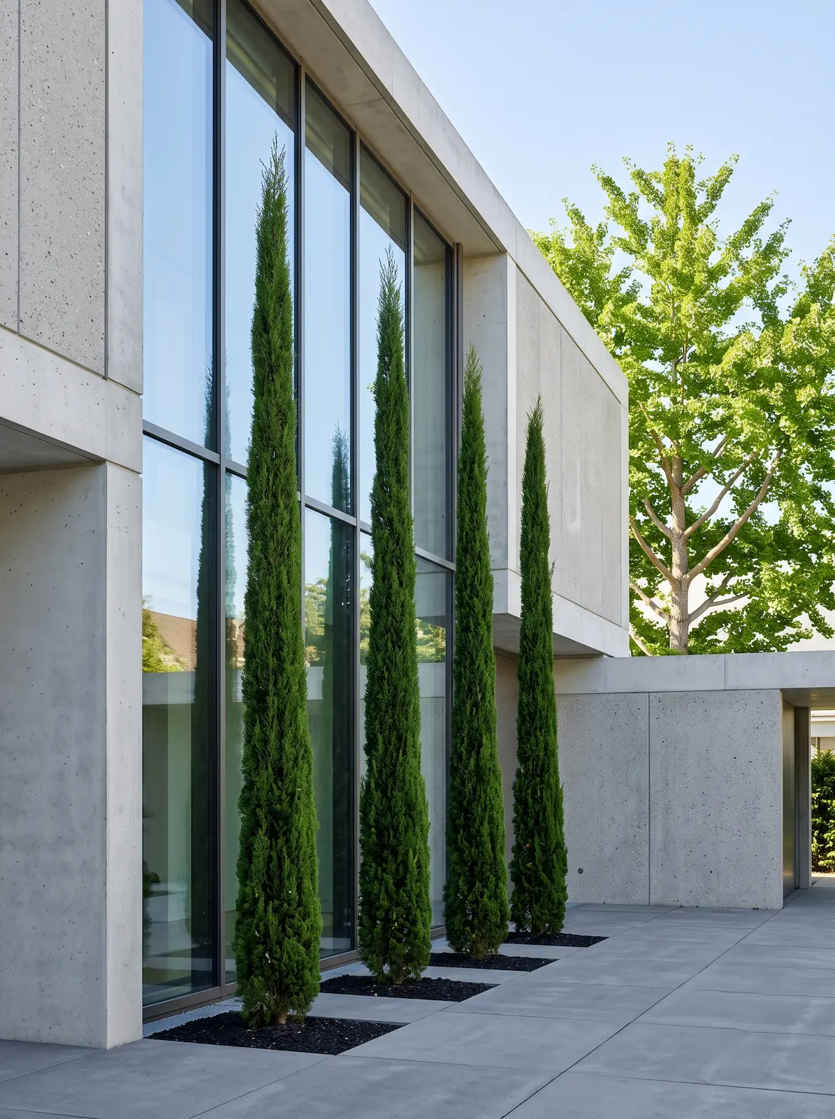 cipres totem y ginkgo biloba | jardinesconestiloes Cipres Totem Y Ginkgo Biloba Volumetría Orgánica Y Verticalidad Arquitectura Vegetal Con Pitosporo Y Ciprés