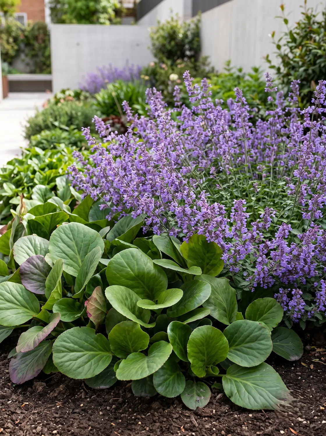 Combinacion Bergenia Y Nepeta Estructura Del Borde Mixto Follaje Movimiento Y Biodiversidad
