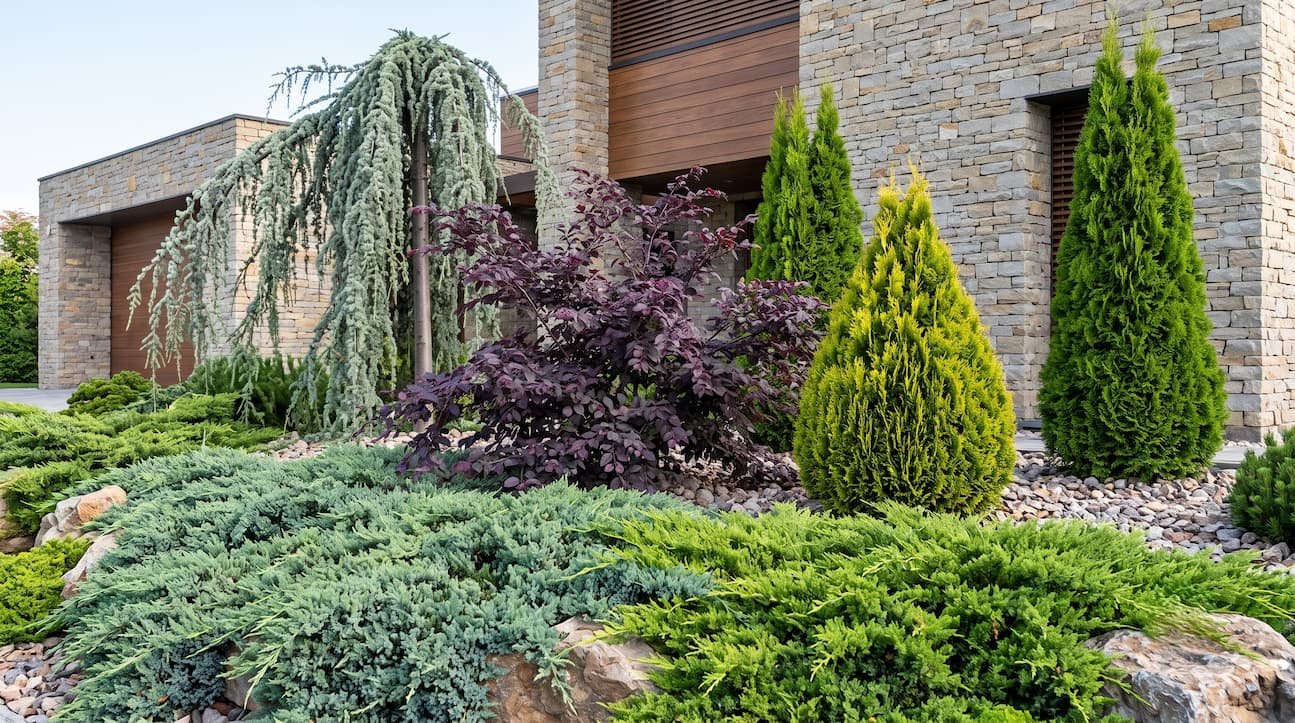 combinacion coniferas macizo | jardinesconestiloes Combinacion Coniferas Macizo Orden Escultural Y Fricción Cromática Cedro Thujas Y Loropetalum