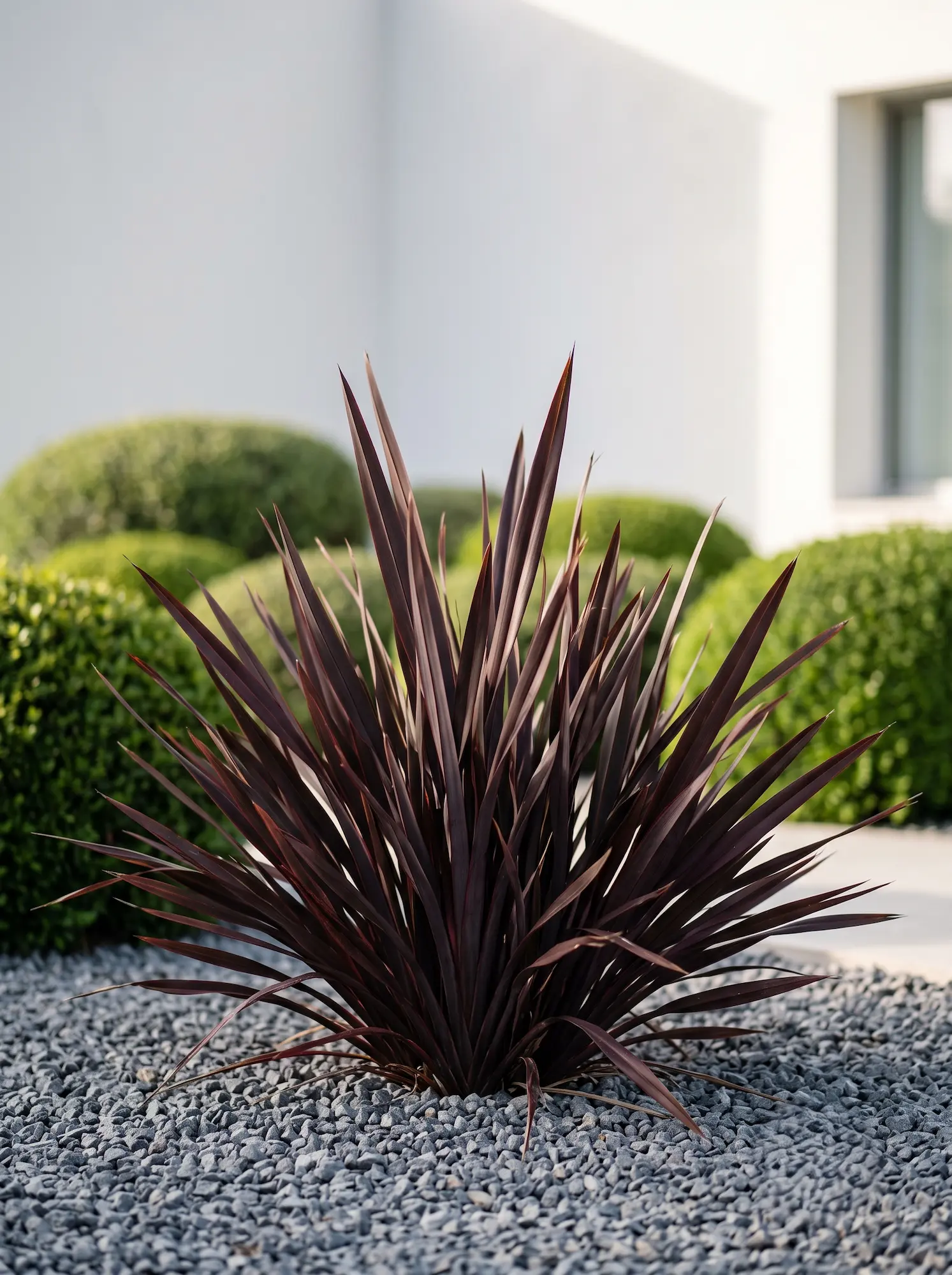 combinacion formio y lentisco | jardinesconestiloes Combinacion Formio Y Lentisco Estructura Perenne El Uso Del Ciprés Lentisco Y Phormium En Jardines De Bajo Consumo