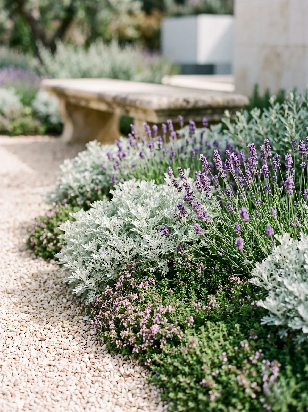 Combinación Lavanda En Flor Artemisia Plateada Y Tomillo Rastrero Diseño De Zonas De Estancia a Pleno Sol Cómo Estructurar El Parterre Mediterráneo