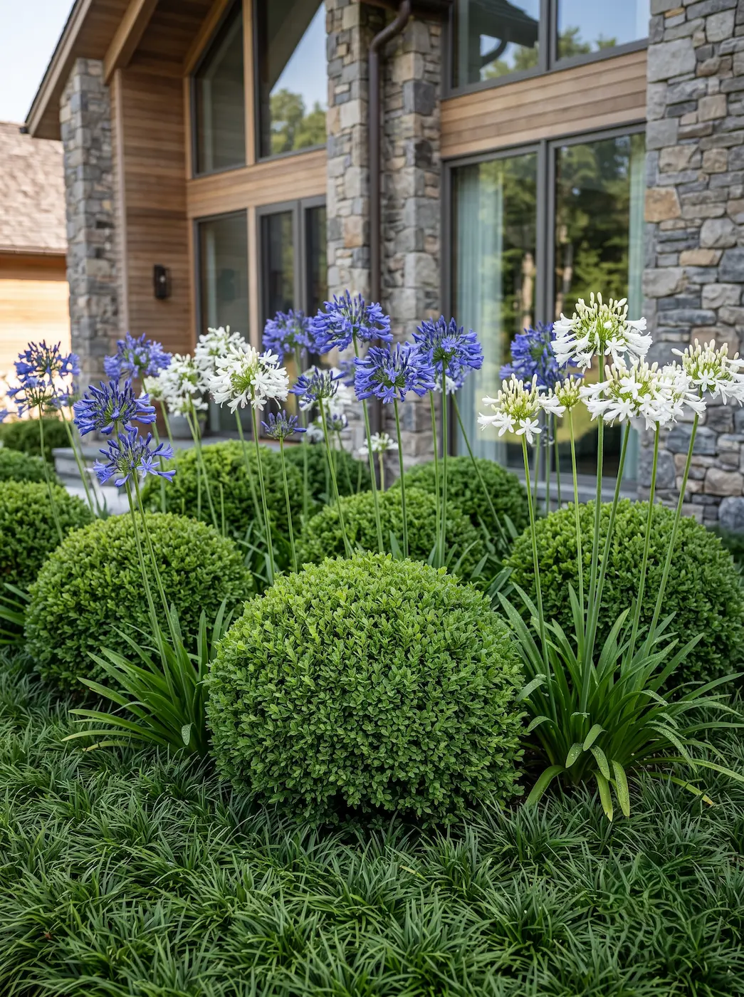 combinacion ophiopogon boj y agapanthus | jardinesconestiloes Combinacion Ophiopogon Boj Y Agapanthus Geometría Y Fluidez El Contraste Estructural Del Boj Y El Agapanto