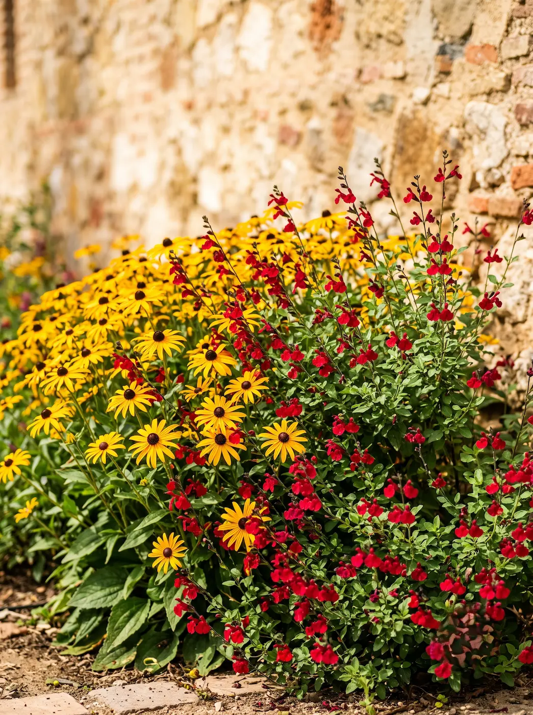 combinacion rudbeckia y salvia roja | jardinesconestiloes Combinacion Rudbeckia Y Salvia Roja Fuego En El Jardín Cómo Diseñar Un Macizo Vibrante En Rojo Y Amarillo