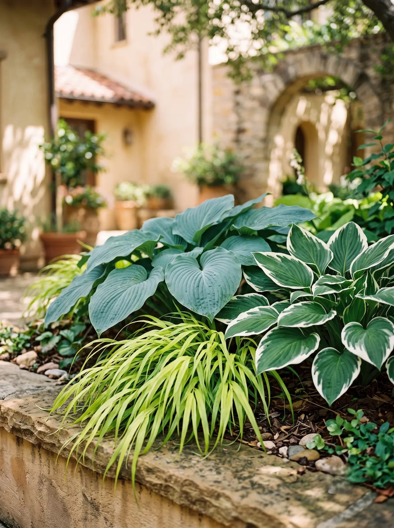 combinacion sombra hosta y hacke | jardinesconestiloes Combinacion Sombra Hosta Y Hacke Borde De Sombra Exuberante Diseño Con Hostas Hakonechloa Y Actaea