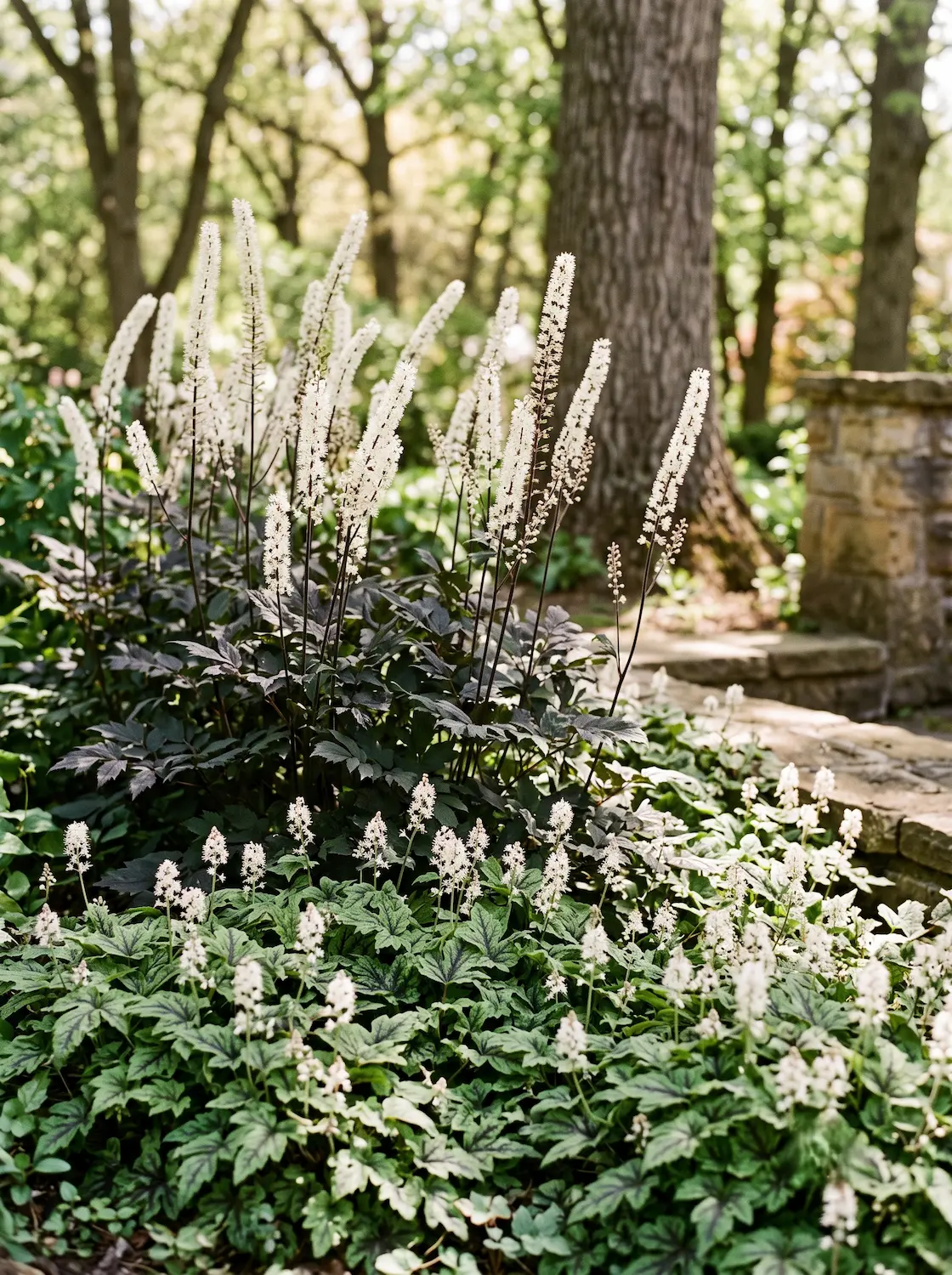 combinacion tiarella y actea | jardinesconestiloes Combinacion Tiarella Y Actea Borde De Sombra Exuberante Diseño Con Hostas Hakonechloa Y Actaea