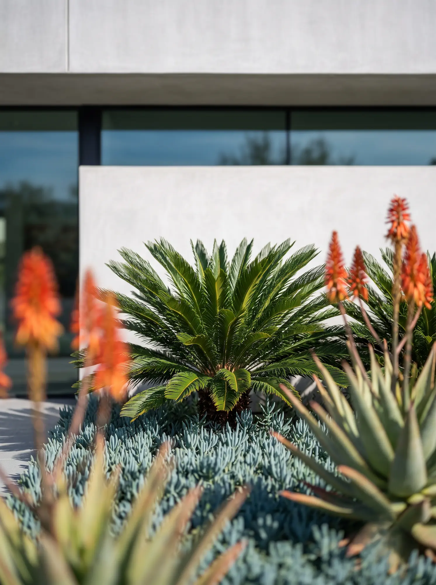 cyca con aloe en flor y senecio marla combinación | jardinesconestiloes Cyca Con Aloe En Flor Y Senecio Marla Combinación Diseño De Entornos Racionalistas Contraste Escultural a Pleno Sol