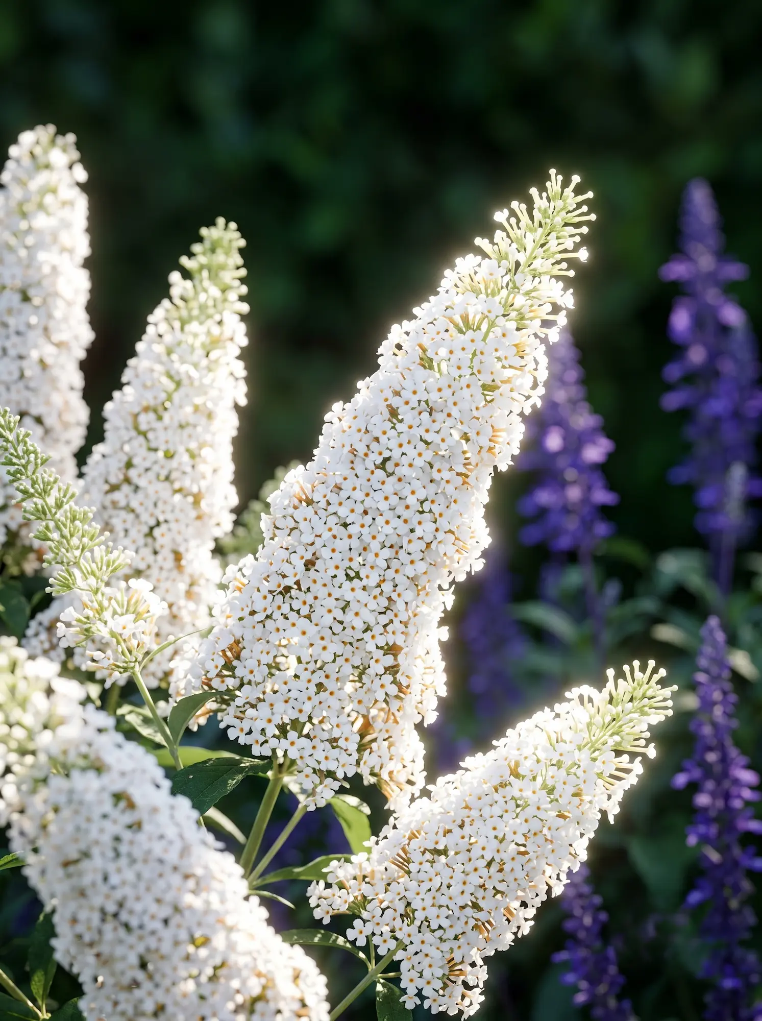 Detalle Buddleja White Profusion Inicio
