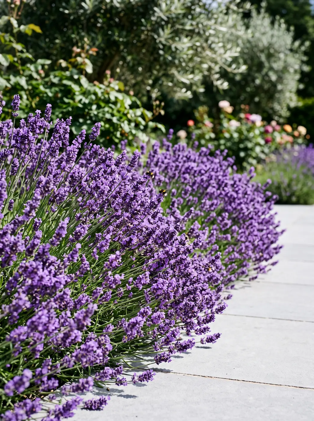 detalle de lavanda en bungalow años 60 | jardinesconestiloes Detalle De Lavanda En Bungalow Años 60 Arquitectura De Época Y Paisajismo Sensorial El Renacer De Un Bungalow De Los Años 80