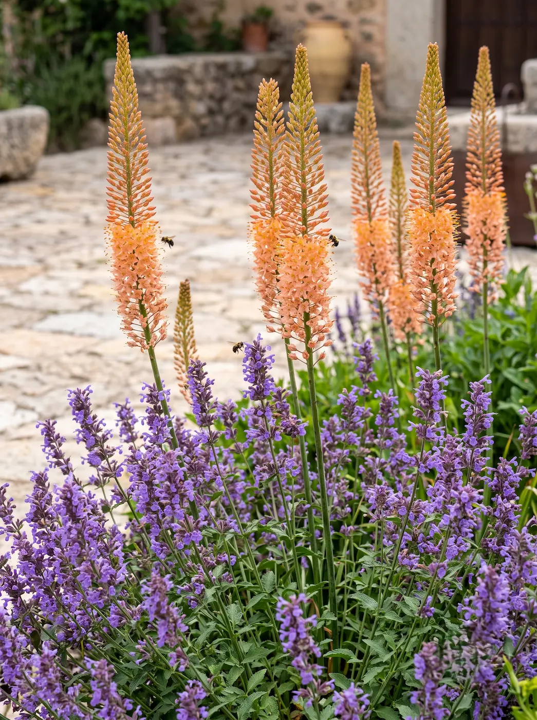 Erumurus Cleopatra Y Agastache Ritmo Vertical Y Aromaterapia El Borde Dinámico Que Sana El Paisaje