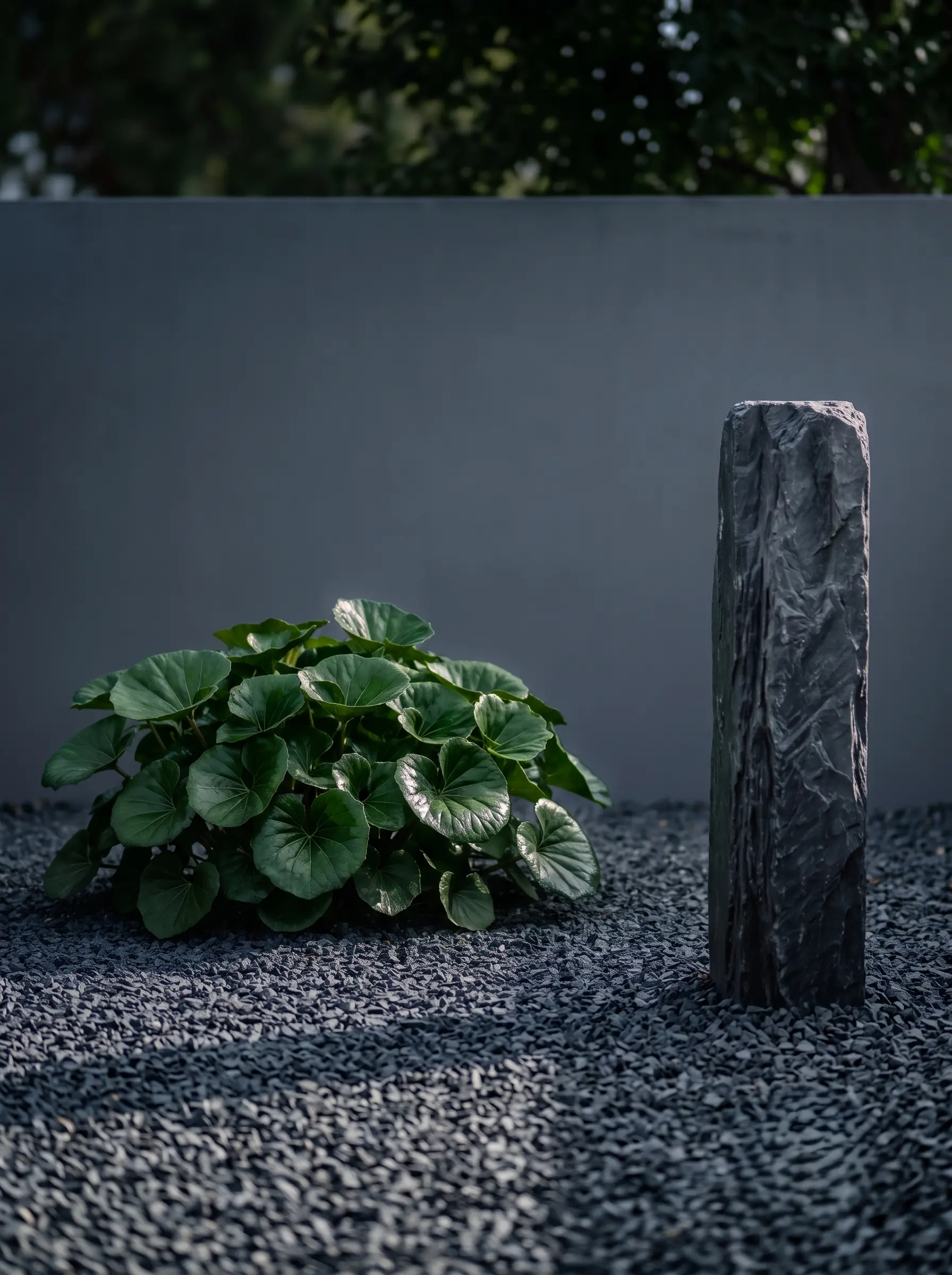 farfungium con piedra antracita | jardinesconestiloes Farfungium Con Piedra Antracita Contraste Mineral Y Orgánico Abedul Blanco Farfugium Y Pizarra