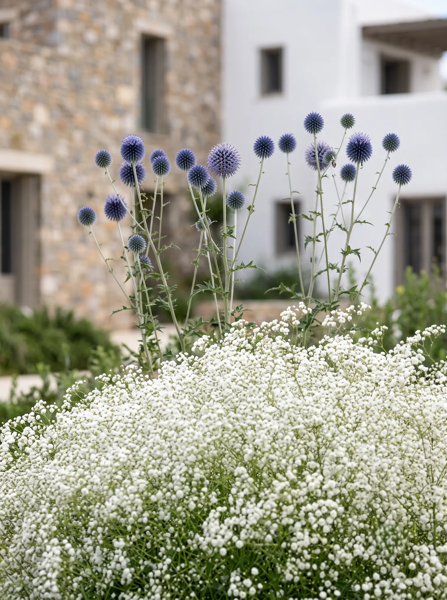 gysophilla y echinops | jardinesconestiloes Gysophilla Y Echinops El Velo Y La Esfera Arquitectura Botánica En El Jardín Mediterráneo