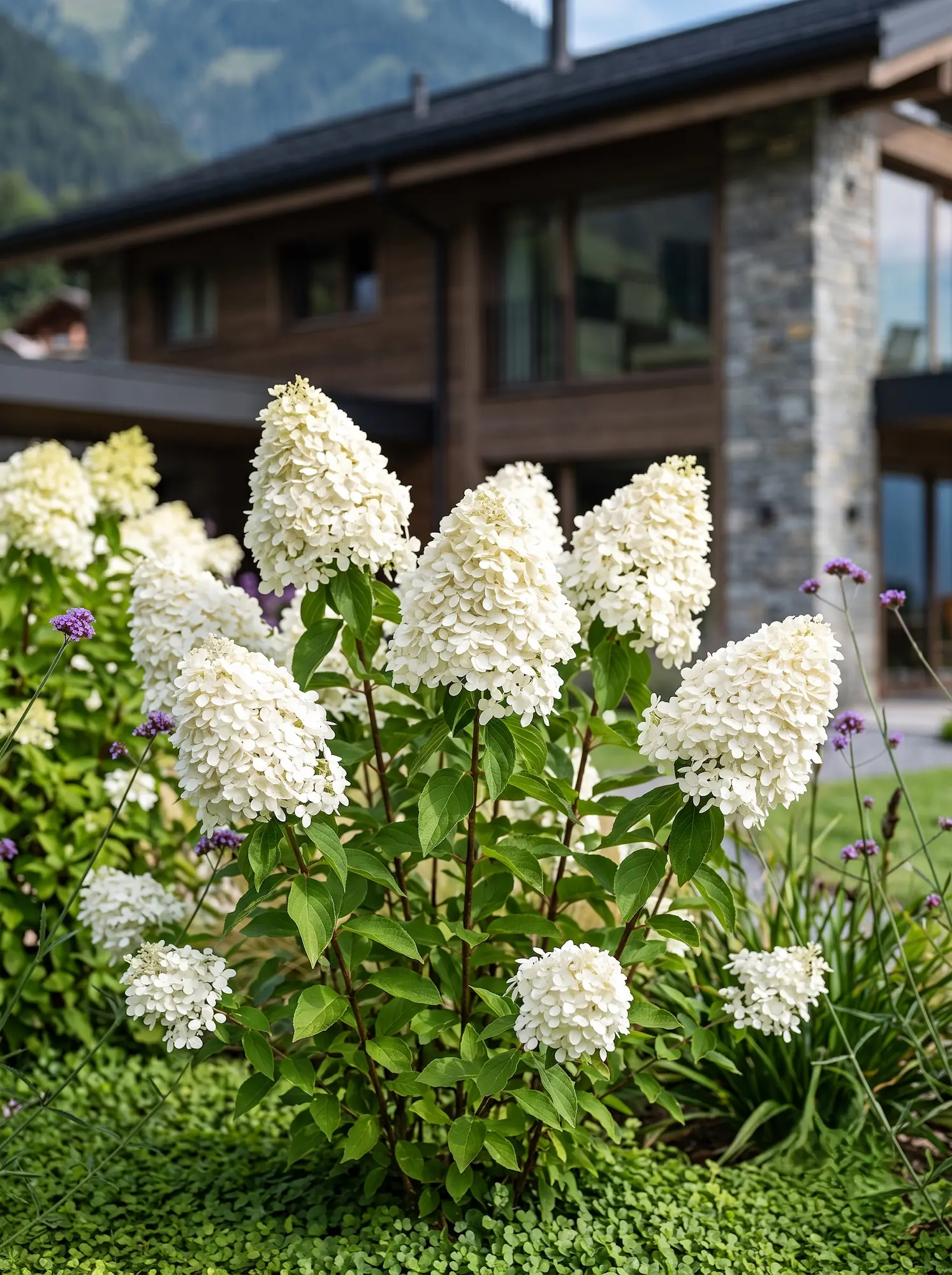 Hydrangea Paniculata En Composición Botanica Reflejos Y Tensión Cromática Hortensias Gramíneas Y Physocarpus