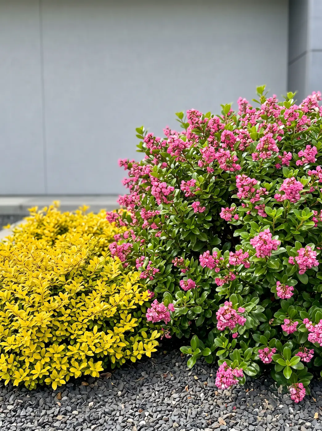 ilex golden gem y escallonia laevis | jardinesconestiloes Ilex Golden Gem Y Escallonia Laevis Geometría Columnar Y Destellos Dorados Arquitectura Botánica En Tonos Rosados