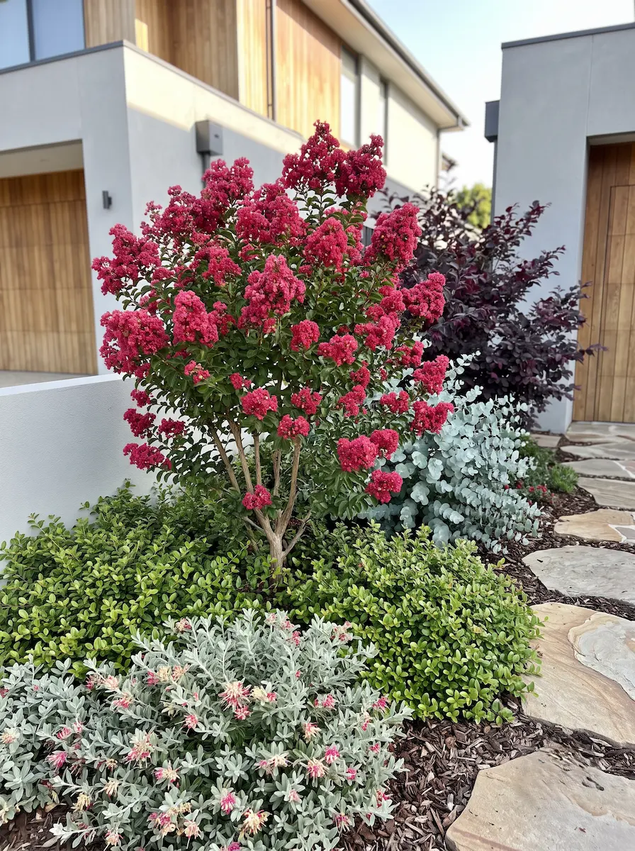 lagerstroemia enduring en macizo | jardinesconestiloes Lagerstroemia Enduring En Macizo Tensión Cromática Eucalipto Azul Follaje Púrpura Y El Foco Estival