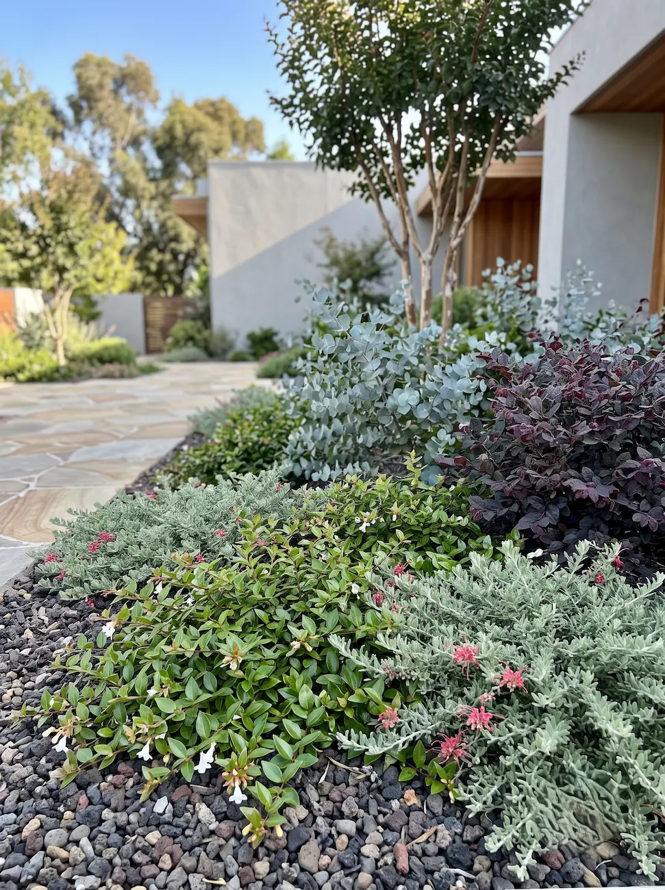 macizo abelia prostrata grevillea | jardinesconestiloes Macizo Abelia Prostrata Grevillea Tensión Cromática Eucalipto Azul Follaje Púrpura Y El Foco Estival