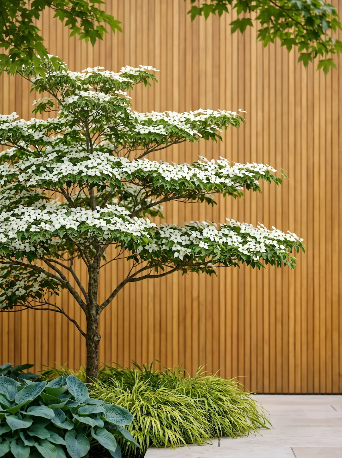 macizo plantas sombra con cornus japones | jardinesconestiloes Macizo Plantas Sombra Con Cornus Japones Diseño De Entradas En Semisombra Geometría Oriental Y Follaje Estructural