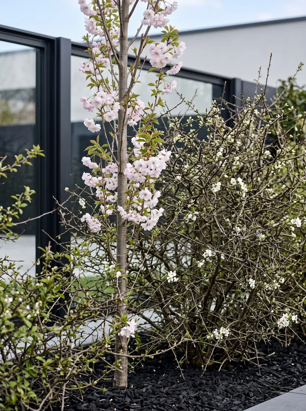 Prunus Amanogawa Y Endrino Ritmo Y Barrera La Cadencia Defensiva Del Seto Modular
