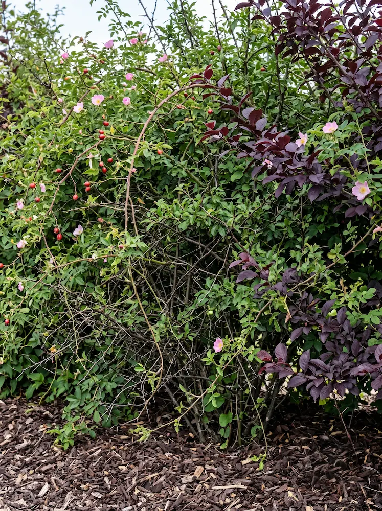 Rosa Canina En Formación Seto Con Otras Ritmo Y Barrera La Cadencia Defensiva Del Seto Modular