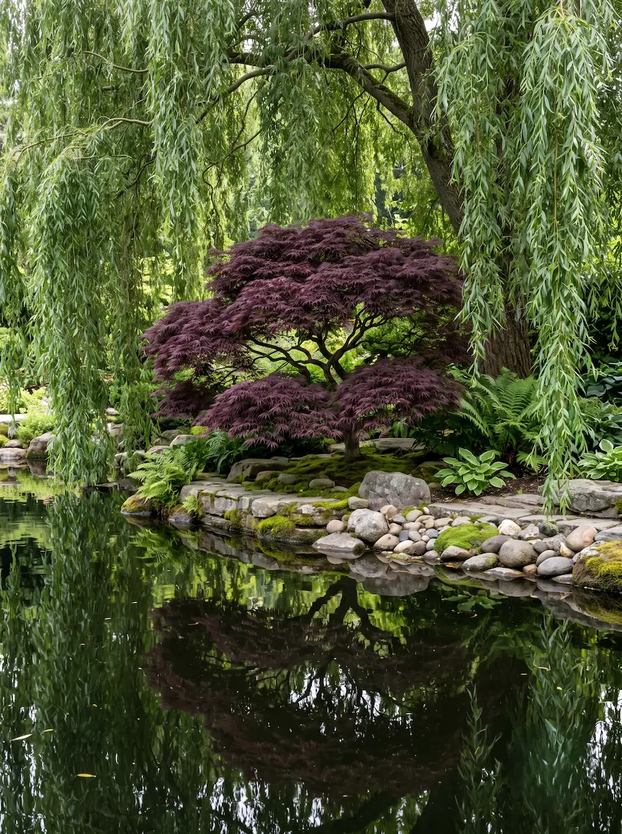 sauce y acer palmatum | jardinesconestiloes Sauce Y Acer Palmatum Arquitectura Anfibia El Sauce Llorón Y La Transición Líquida