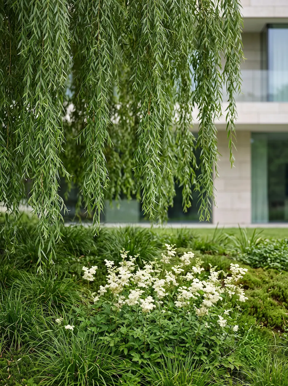 Sauce Y Filipendula El Origen De La Aspirina Arquitectura Botánica De Ribera