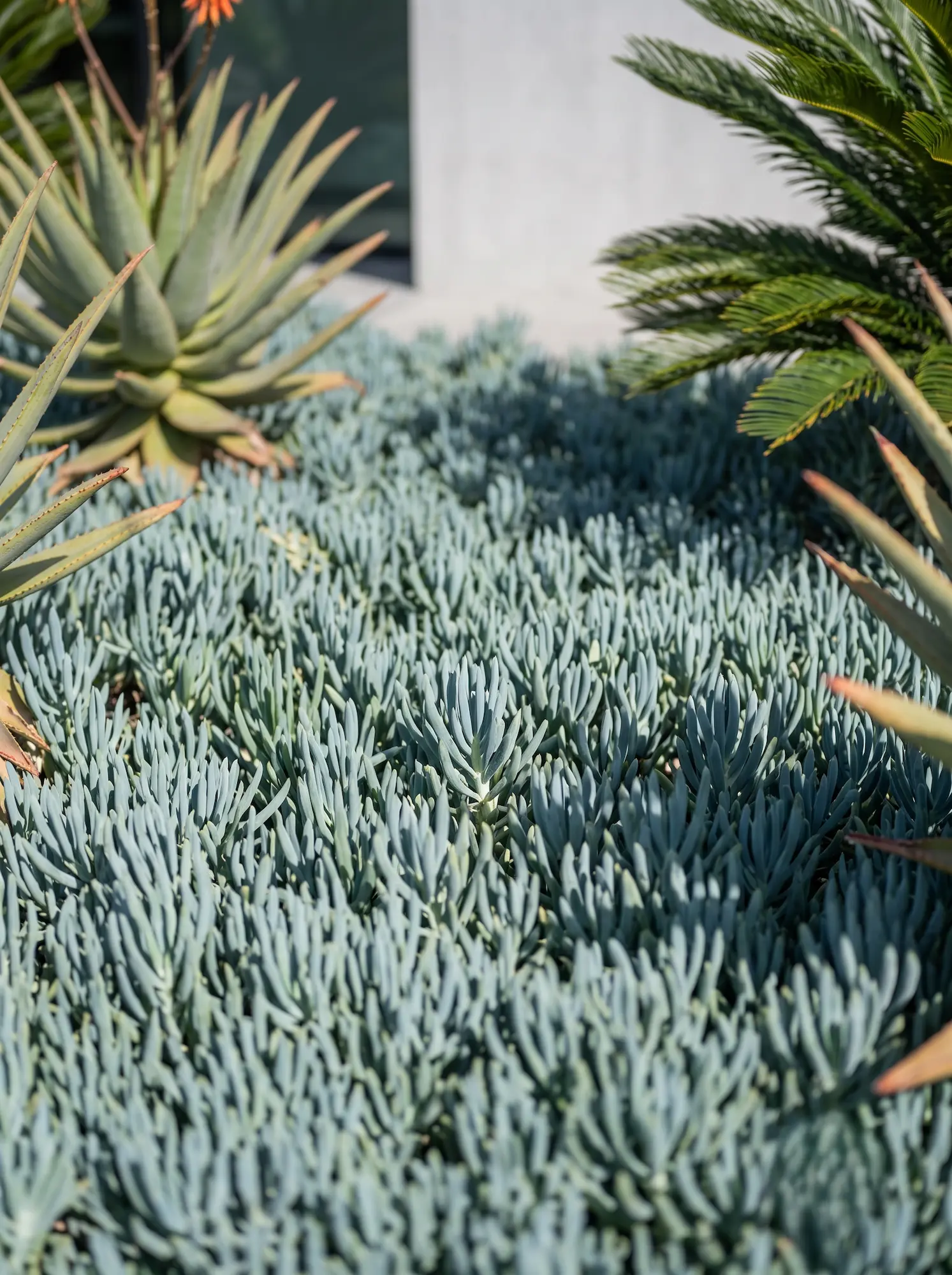 senecio azul combinacion botanica | jardinesconestiloes Senecio Azul Combinacion Botanica Diseño De Entornos Racionalistas Contraste Escultural a Pleno Sol