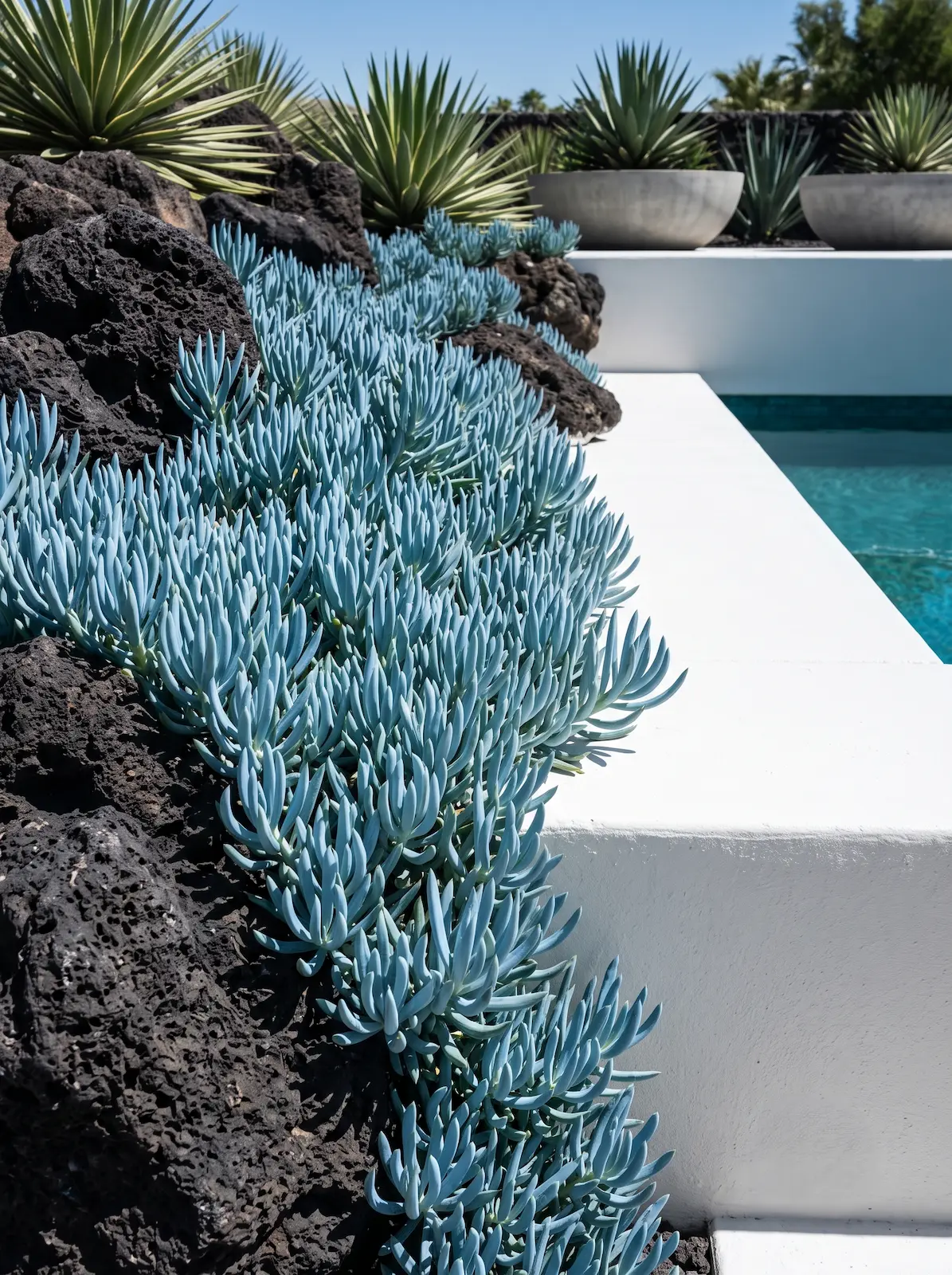 senecio mandrilascae | jardinesconestiloes Senecio Mandrilascae Terapia Volcánica Resiliencia Y Contraste En El Jardín Macaronésico