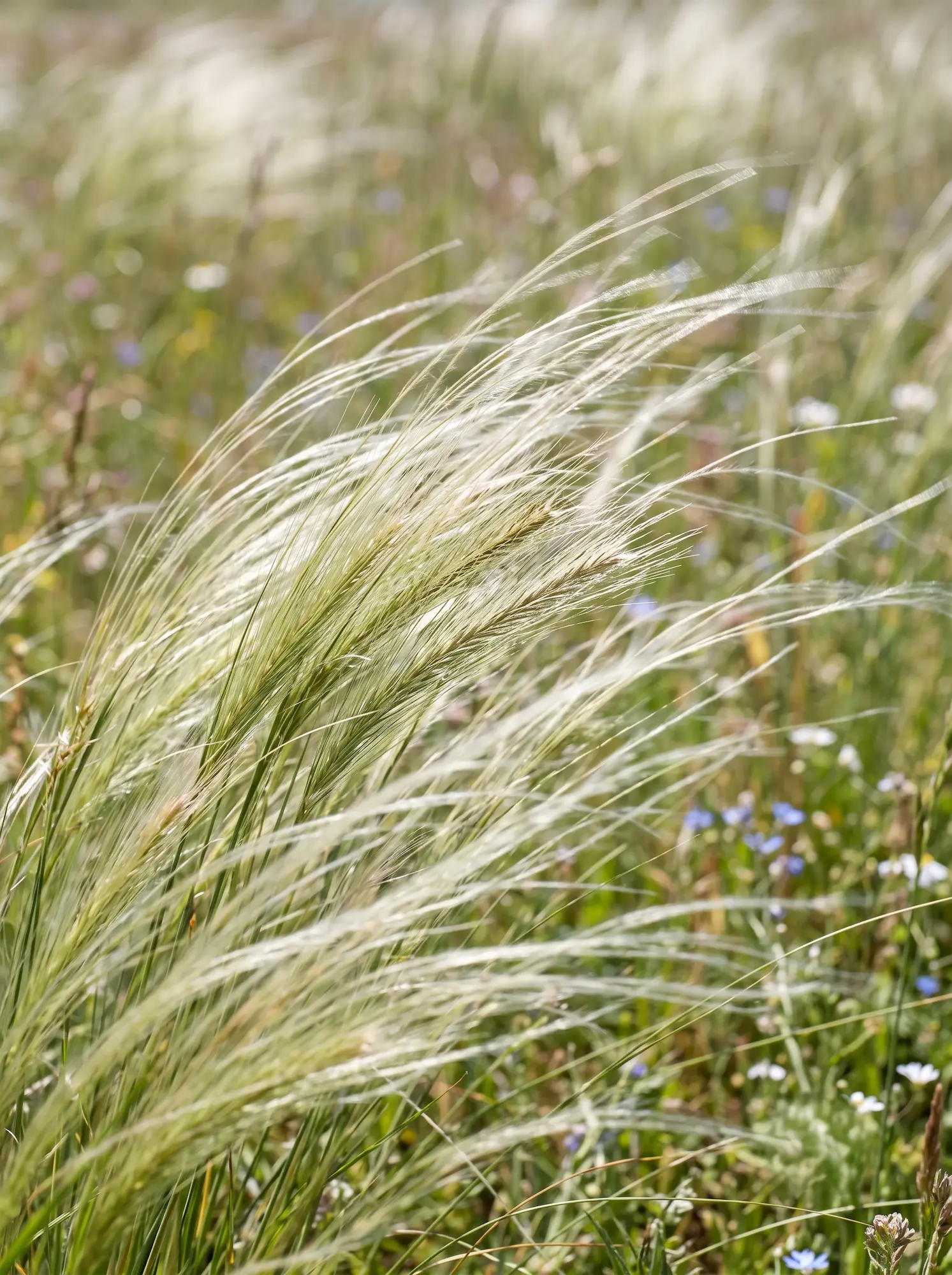 Stipa Composicion Botanica Fuego Estival Matriz Cinética Y Tensión Arquitectónica
