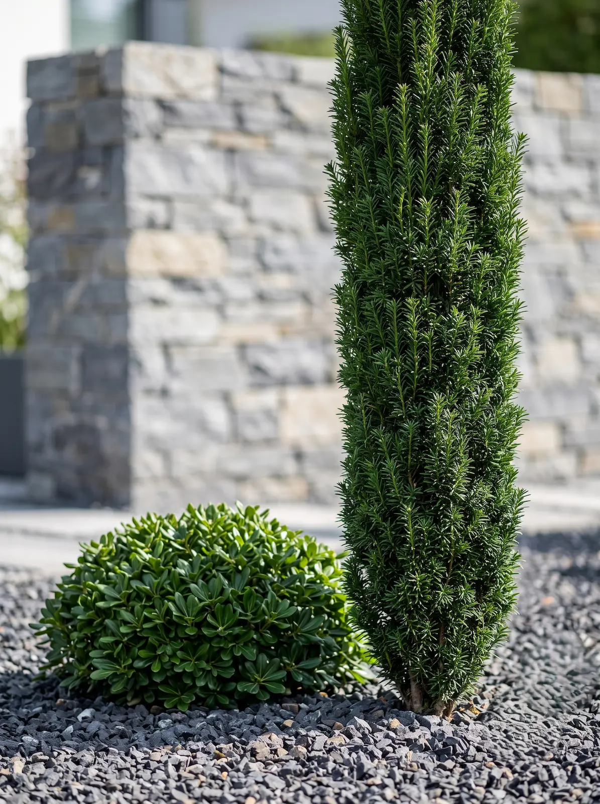 taxus bacata fastigiata y pistospporum nana | jardinesconestiloes Taxus Bacata Fastigiata Y Pistospporum Nana Geometría Columnar Y Destellos Dorados Arquitectura Botánica En Tonos Rosados