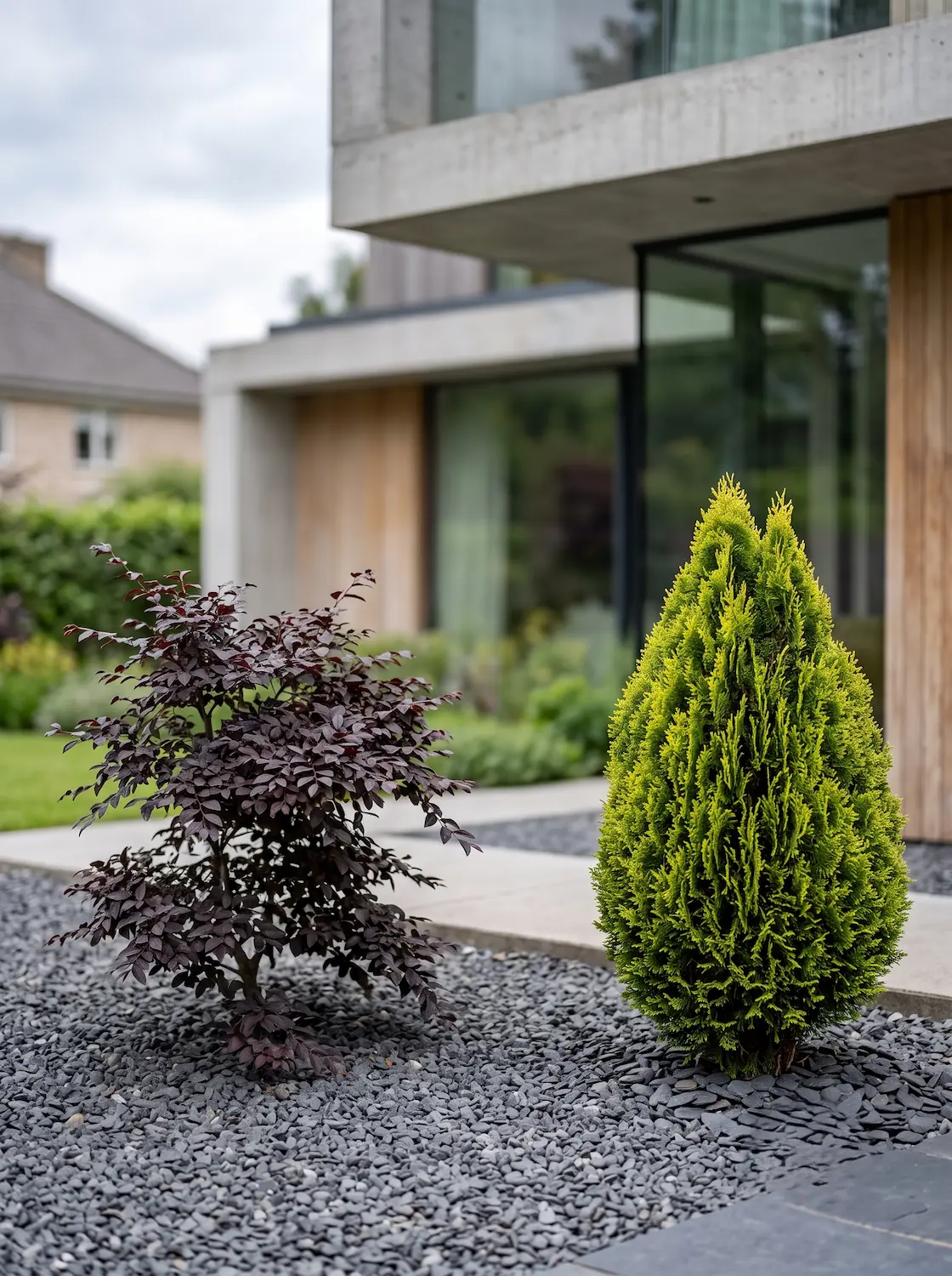 thuja nana aurea y loropetalum | jardinesconestiloes Thuja Nana Aurea Y Loropetalum Orden Escultural Y Fricción Cromática Cedro Thujas Y Loropetalum