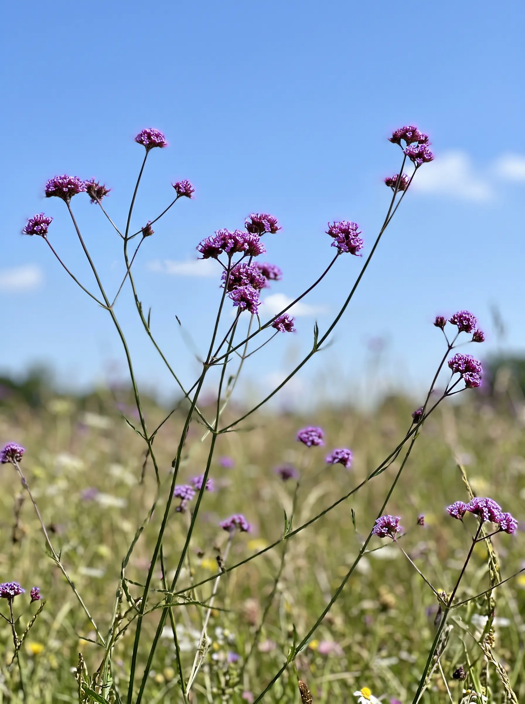 verbena bonaerensis combinacion | jardinesconestiloes Verbena Bonaerensis Combinacion Bruma De Verano El Romanticismo Etéreo En El Paisajismo Contemporáneo